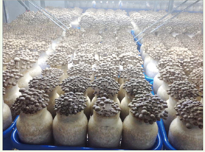 灵芝菇  the planting base of  Brown Mushroom