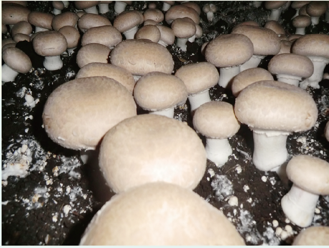 大褐菇 Potobello Mushroom