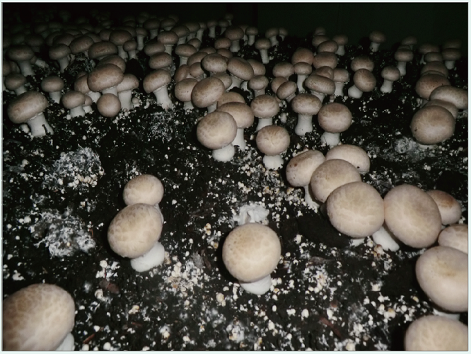 小褐菇 the planting base of  Swissbrown Mushroom
