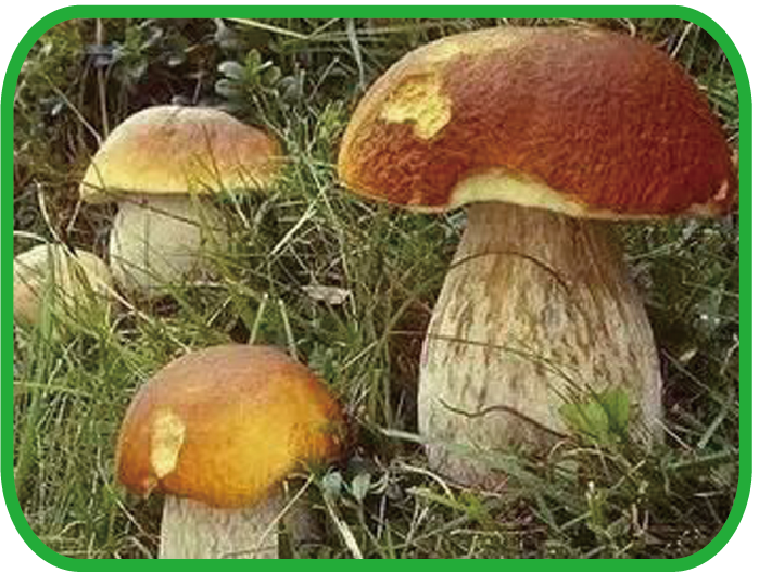 黄牛肝菌 Bolete Mushroom