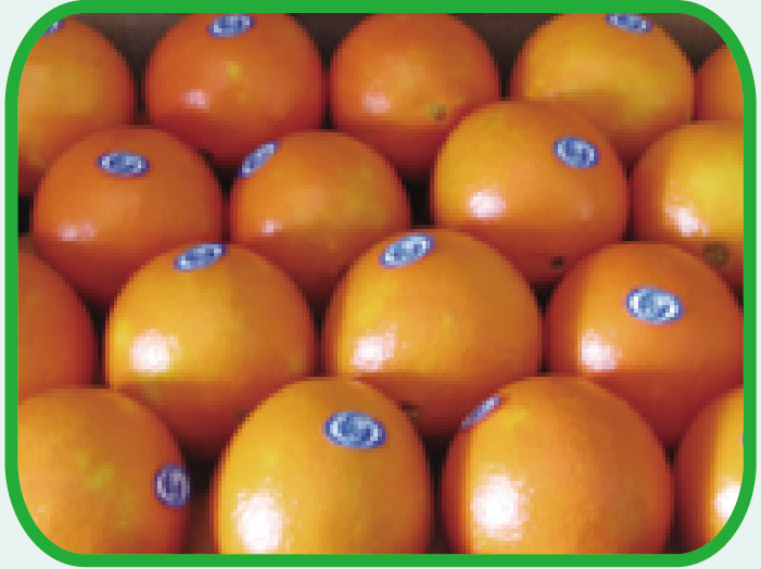 脐橙 Navel Orange